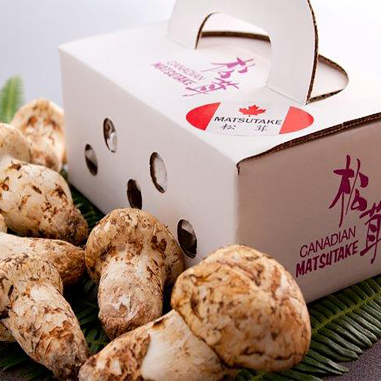 Premium Grade Canadian Pine Mushrooms Matsutake