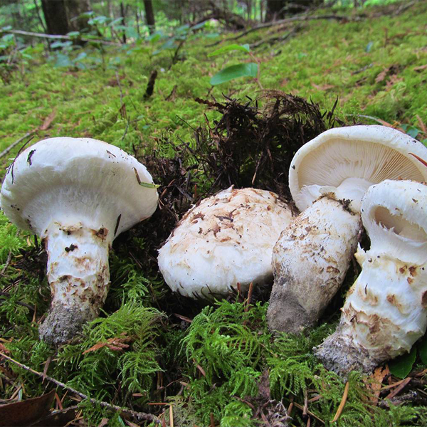Premium Grade Canadian Pine Mushrooms Matsutake